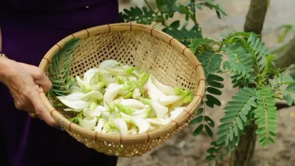 Ăn Bông So Đũa Có Tốt Không? Lợi Ích, Tác Dụng Và Lưu Ý