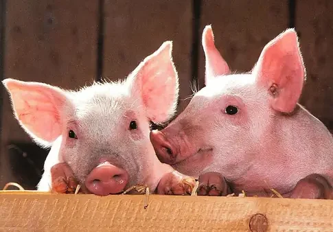 Ăn Lưỡi Heo Có Tốt Không? Lợi Ích, Dinh Dưỡng Và Ai Không Nên Ăn
