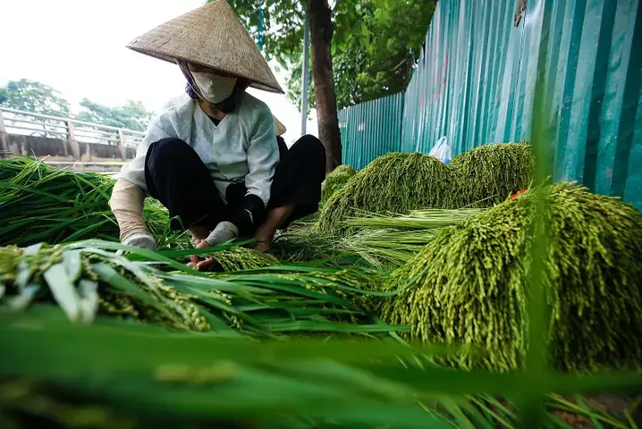 Bánh Cốm Làm Từ Gì? Thành Phần, Nhân & Cách Làm Chi Tiết Chuẩn Vị Bánh Cốm Làm Từ Gì? Thành Phần, Nhân & Cách Làm Chi Tiết Chuẩn Vị