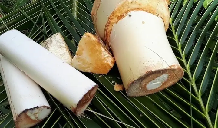Bà Bầu Ăn Củ Hủ Dừa Được Không? Lợi Ích, Lưu Ý Và Cách Chế Biến Bà Bầu Ăn Củ Hủ Dừa Được Không? Lợi Ích, Lưu Ý Và Cách Chế Biến