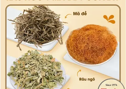 Râu Ngô & Mã Đề: Công Dụng, Cách Dùng An Toàn Và Lưu Ý Khi Sử Dụng