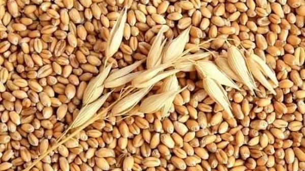 Bột Mì Làm Từ Cây Gì? Nguồn Gốc, Phân Loại & Công Dụng Chi Tiết