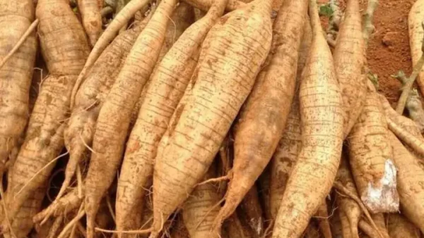 Bột Sắn Dây Làm Từ Gì: Nguồn Gốc, Quy Trình Chế Biến & Lợi Ích