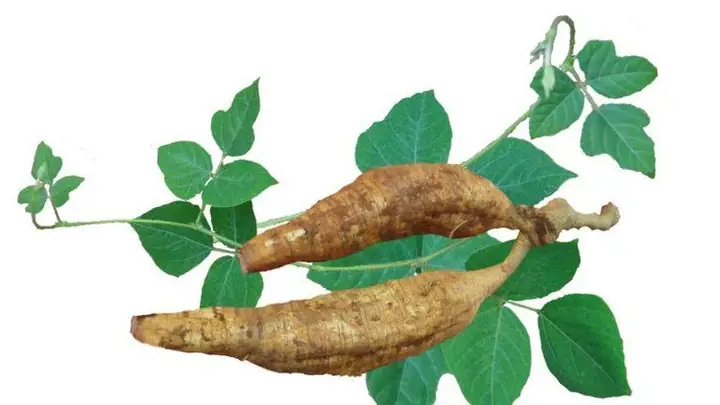 Bột Sắn Để Làm Gì? Tác Dụng Và Cách Dùng Bột Sắn Dây Bột Sắn Để Làm Gì? Tác Dụng Và Cách Dùng Bột Sắn Dây