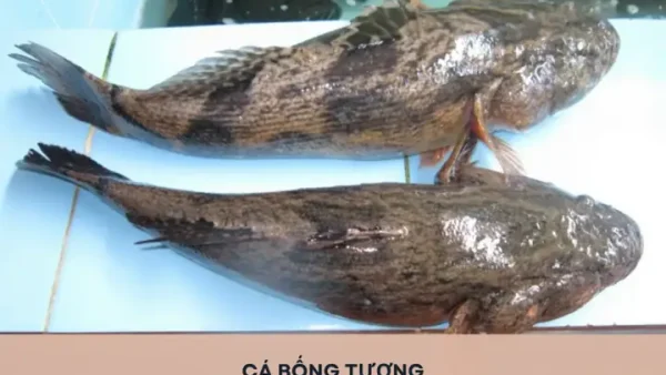 Cá Bóng Là Cá Gì? Khám Phá Đặc Điểm, Các Loại Phổ Biến Và Món Ăn Ngon