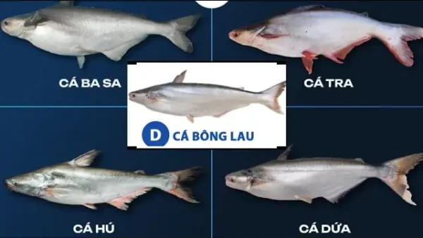 Phân Biệt Cá Bông Lau Và Cá Dứa: Hướng Dẫn Chi Tiết Từ Chuyên Gia