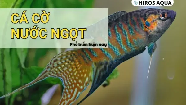 Cá Cờ Là Cá Gì? Phân Loại, Đặc Điểm Và Các Món Ngon Hấp Dẫn