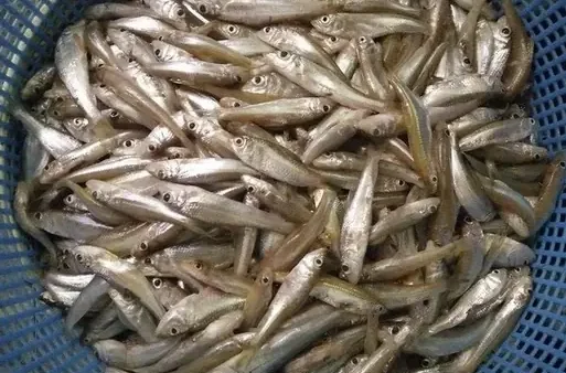 Cá Còm Kho Tộ Nghệ An: Bí Quyết Món Ngon Dân Dã Từ Sông Lam