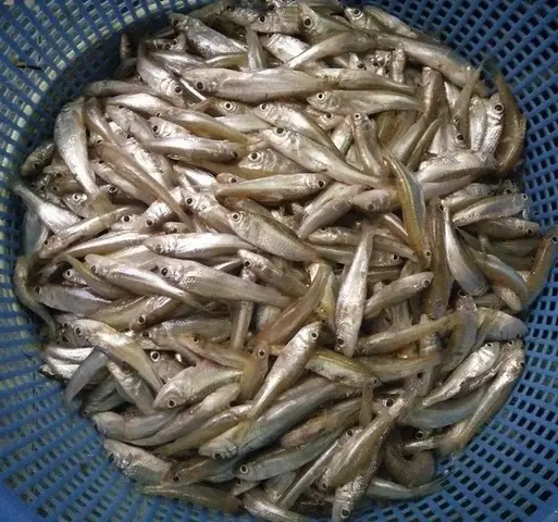 Cá Còm Kho Tộ Nghệ An: Bí Quyết Món Ngon Dân Dã Từ Sông Lam Cá Còm Kho Tộ Nghệ An: Bí Quyết Món Ngon Dân Dã Từ Sông Lam