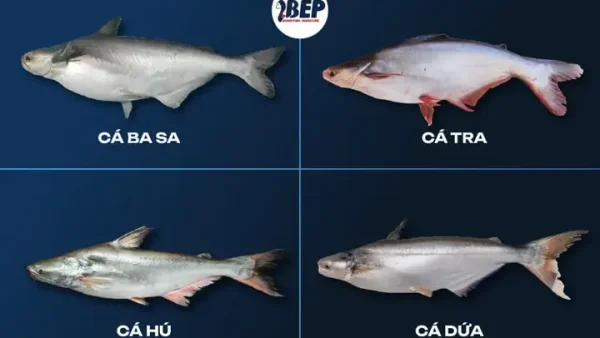 Cá Da Trơn Nước Mặn: Đặc Điểm, Các Loại Phổ Biến Và Cách Nhận Biết