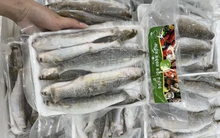 Cá Đối Là Cá Gì? Đặc Điểm, Dinh Dưỡng Và Cách Chế Biến Ngon Miệng Cá Đối Là Cá Gì? Đặc Điểm, Dinh Dưỡng Và Cách Chế Biến Ngon Miệng