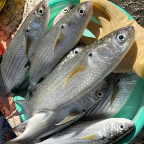 Cá Đối Là Cá Gì? Đặc Điểm, Dinh Dưỡng Và Cách Chế Biến Ngon Miệng Cá Đối Là Cá Gì? Đặc Điểm, Dinh Dưỡng Và Cách Chế Biến Ngon Miệng