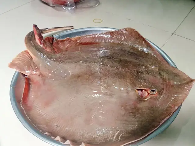 Cá Đuối Có Xương Không? Giải Đáp Toàn Diện Về Cấu Tạo Xương Và Đặc Điểm Cá Đuối Có Xương Không? Giải Đáp Toàn Diện Về Cấu Tạo Xương Và Đặc Điểm