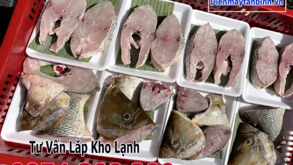Cá Gáy Là Cá Gì? Đặc Điểm, Dinh Dưỡng Và Phân Biệt Với Cá Chép