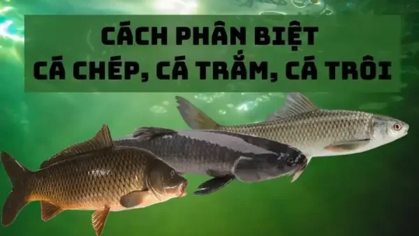Cá Gáy Và Cá Chép Khác Nhau Như Thế Nào: So Sánh Đặc Điểm Nhận Biết