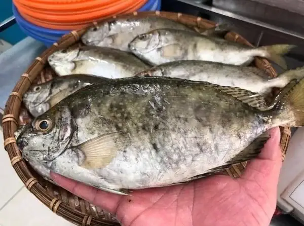 Cá Kình Là Cá Gì? Đặc Điểm, Phân Biệt Và Các Món Ngon Phổ Biến Cá Kình Là Cá Gì? Đặc Điểm, Phân Biệt Và Các Món Ngon Phổ Biến
