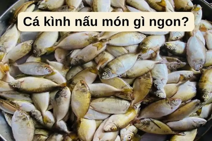 Cá Kình Là Cá Gì? Đặc Điểm, Phân Biệt Và Các Món Ngon Phổ Biến Cá Kình Là Cá Gì? Đặc Điểm, Phân Biệt Và Các Món Ngon Phổ Biến