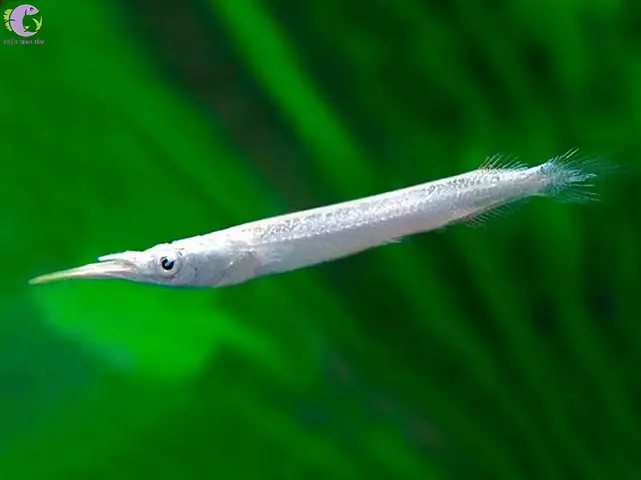 Cá Lìm Kìm Nước Ngọt: Đặc Điểm, Sinh Học Và Giá Trị Ẩm Thực Cá Lìm Kìm Nước Ngọt: Đặc Điểm, Sinh Học Và Giá Trị Ẩm Thực