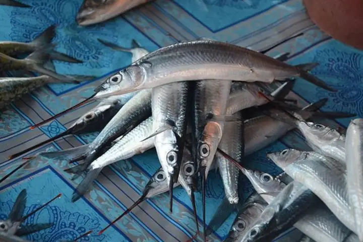 Cá Lìm Kìm Nước Ngọt: Đặc Điểm, Sinh Học Và Giá Trị Ẩm Thực Cá Lìm Kìm Nước Ngọt: Đặc Điểm, Sinh Học Và Giá Trị Ẩm Thực