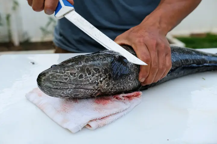 Cách Làm Cá Lóc Nướng Muối Ớt Chuẩn Vị, Mềm Ngon Tại Nhà Bằng Nhiều Phương Pháp Cách Làm Cá Lóc Nướng Muối Ớt Chuẩn Vị, Mềm Ngon Tại Nhà Bằng Nhiều Phương Pháp