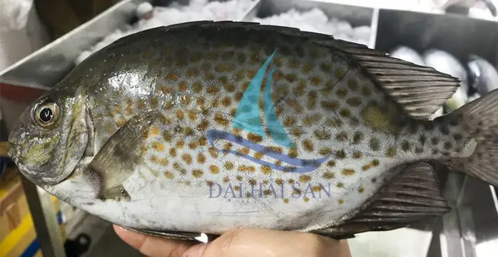 Cá Nâu Giá Bao Nhiêu 1kg? Cập Nhật Giá Mới Nhất 2024 & Nơi Mua Uy Tín Cá Nâu Giá Bao Nhiêu 1kg? Cập Nhật Giá Mới Nhất 2024 & Nơi Mua Uy Tín