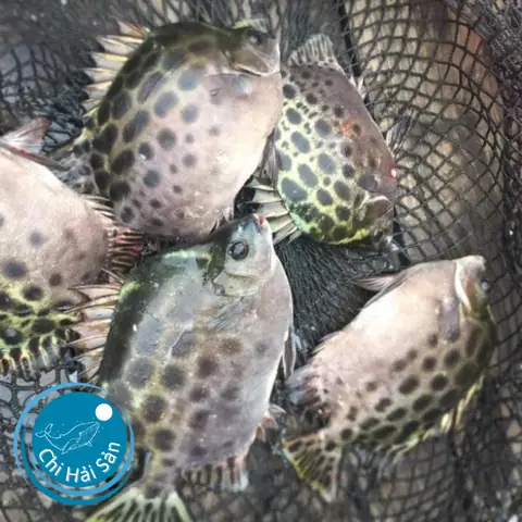 Cá Nâu Giá Bao Nhiêu 1kg? Cập Nhật Giá Mới Nhất 2024 & Nơi Mua Uy Tín Cá Nâu Giá Bao Nhiêu 1kg? Cập Nhật Giá Mới Nhất 2024 & Nơi Mua Uy Tín