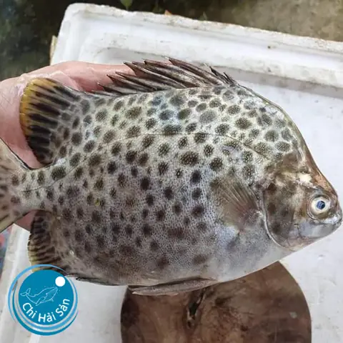 Cá Nâu Giá Bao Nhiêu 1kg? Cập Nhật Giá Mới Nhất 2024 & Nơi Mua Uy Tín Cá Nâu Giá Bao Nhiêu 1kg? Cập Nhật Giá Mới Nhất 2024 & Nơi Mua Uy Tín
