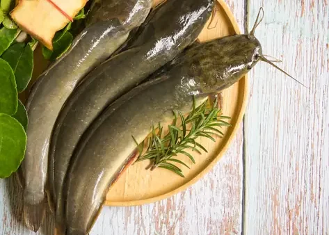 Cá Ngạnh Là Cá Gì? Đặc Điểm, Phân Loại Và Giá Trị Dinh Dưỡng
