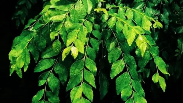 Cà Ri Xanh Là Gì? Khám Phá Hương Vị Đặc Trưng Của Ẩm Thực Thái Lan