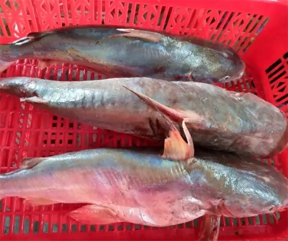 Cá Rún Là Cá Gì? Khám Phá Đặc Sản Ngon Và Giá Trị Của Loài Cá Độc Đáo Cá Rún Là Cá Gì? Khám Phá Đặc Sản Ngon Và Giá Trị Của Loài Cá Độc Đáo