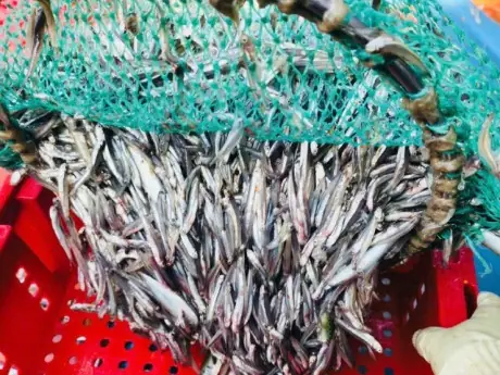 Cá Rún Là Cá Gì? Khám Phá Đặc Sản Ngon Và Giá Trị Của Loài Cá Độc Đáo Cá Rún Là Cá Gì? Khám Phá Đặc Sản Ngon Và Giá Trị Của Loài Cá Độc Đáo
