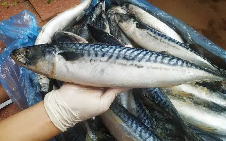 Cá Saba Là Cá Gì? Đặc Điểm, Lợi Ích Và Cách Phân Biệt Với Cá Nục, Cá Basa Cá Saba Là Cá Gì? Đặc Điểm, Lợi Ích Và Cách Phân Biệt Với Cá Nục, Cá Basa
