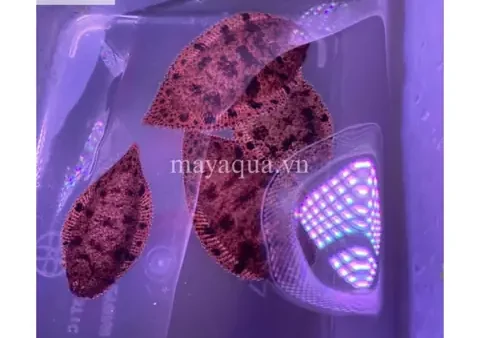 Cá Thờn Bơn Nước Ngọt: Đặc Điểm, Sinh Học Và Cách Chế Biến Ngon