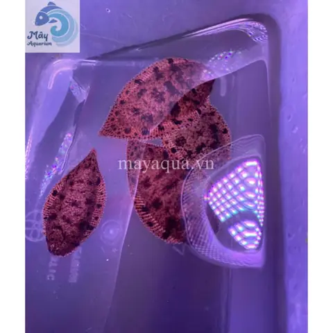 Cá Thờn Bơn Nước Ngọt: Đặc Điểm, Sinh Học Và Cách Chế Biến Ngon