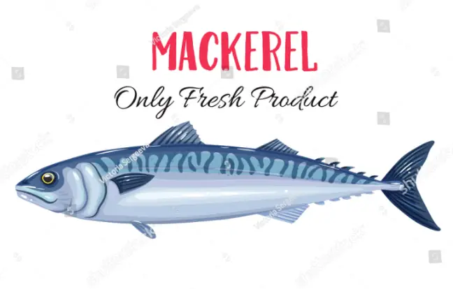 Cá Thu Tiếng Anh Là Gì? Giải Đáp Mackerel Và Các Biến Thể Cá Thu Tiếng Anh Là Gì? Giải Đáp Mackerel Và Các Biến Thể