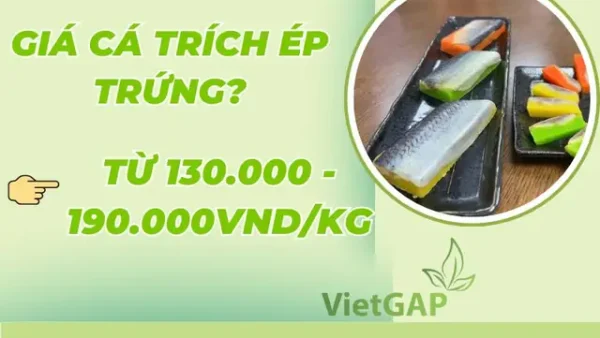 Giá Cá Trích Tươi Bao Nhiêu Tiền 1kg? Cập Nhật Giá Mới Nhất 2024