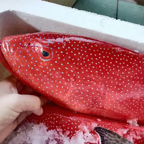 Khám Phá Các Loại Cá Biển Đông Lạnh Phổ Biến & Bí Quyết Chọn Mua Khám Phá Các Loại Cá Biển Đông Lạnh Phổ Biến & Bí Quyết Chọn Mua