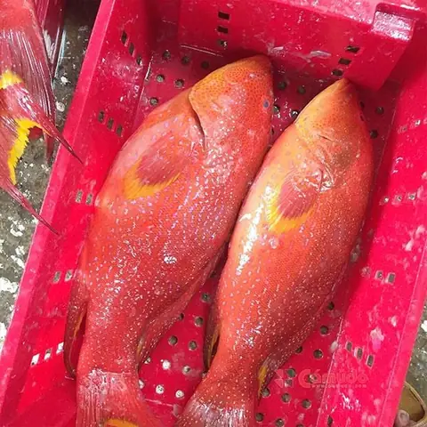 Khám Phá Các Loại Cá Biển Đông Lạnh Phổ Biến & Bí Quyết Chọn Mua Khám Phá Các Loại Cá Biển Đông Lạnh Phổ Biến & Bí Quyết Chọn Mua