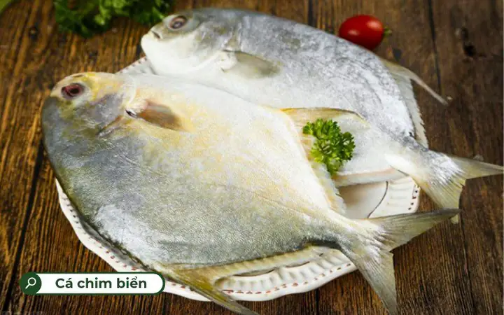 Khám Phá 20+ Các Loại Cá Biển Ngon & Dinh Dưỡng Nhất Việt Nam Khám Phá 20+ Các Loại Cá Biển Ngon & Dinh Dưỡng Nhất Việt Nam