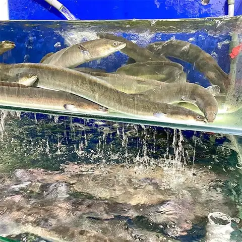 Các Loại Cá Sông Ngon Nhất Tại Việt Nam: Lựa Chọn Và Cách Chế Biến Các Loại Cá Sông Ngon Nhất Tại Việt Nam: Lựa Chọn Và Cách Chế Biến