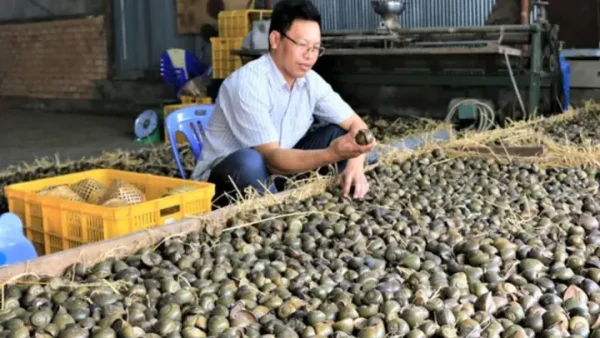Khám Phá Thế Giới Ốc: Các Loại Ốc Ăn Được Phổ Biến Và Lợi Ích Sức Khỏe