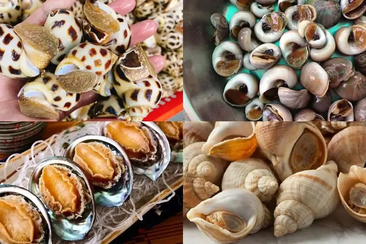 Top 15+ Các Loại Ốc Biển Ngon Tuyệt Hảo Nên Thử Ít Nhất Một Lần Top 15+ Các Loại Ốc Biển Ngon Tuyệt Hảo Nên Thử Ít Nhất Một Lần