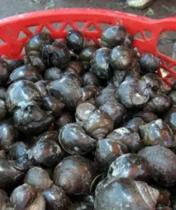 Khám Phá Các Loại Ốc Nước Ngọt Phổ Biến Và Đặc Điểm Nhận Biết