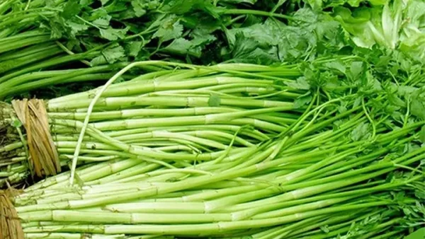 Top Các Loại Rau Ăn Sống Ngon, Bổ Dưỡng Và Cách Chế Biến An Toàn