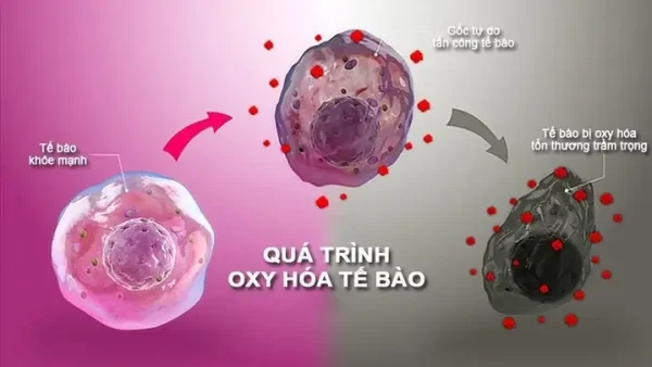 Cách Ăn Đậu Bắp Tốt Nhất Để Tối Đa Hóa Lợi Ích Sức Khỏe