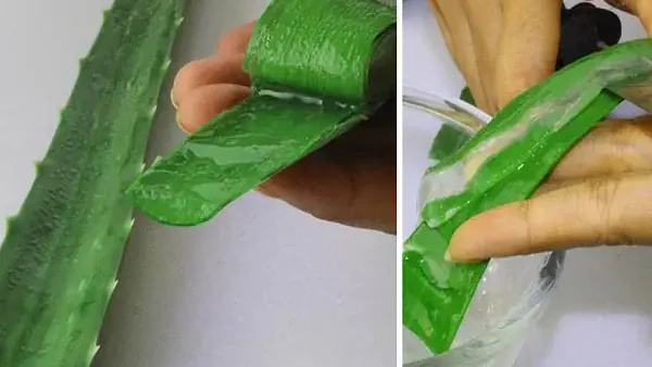 Cách Chế Biến Nha Đam Uống Thanh Nhiệt, Không Đắng, Không Nhớt