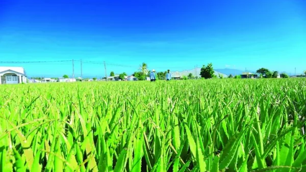 Cách Chế Biến Nha Đam Tươi Ăn Giòn Ngọt, Không Đắng, Không Nhớt