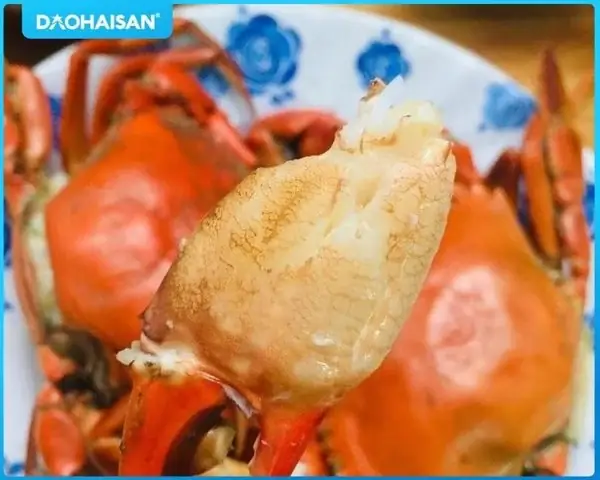 Cách Hấp Cua Cà Mau Ngon Chuẩn Vị, Giữ Trọn Độ Ngọt, Không Rụng Càng Cách Hấp Cua Cà Mau Ngon Chuẩn Vị, Giữ Trọn Độ Ngọt, Không Rụng Càng