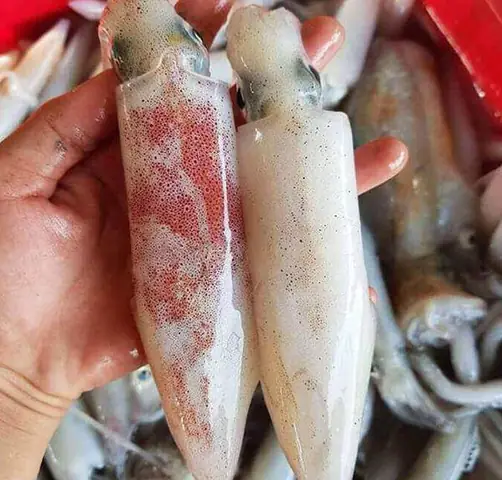 Cách Hấp Mực Ống Ngon, Giòn Ngọt Tự Nhiên, Không Tanh Tại Nhà