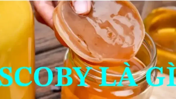 Cách Làm Con Giống SCOBY Chuẩn Tại Nhà Cho Người Mới Bắt Đầu